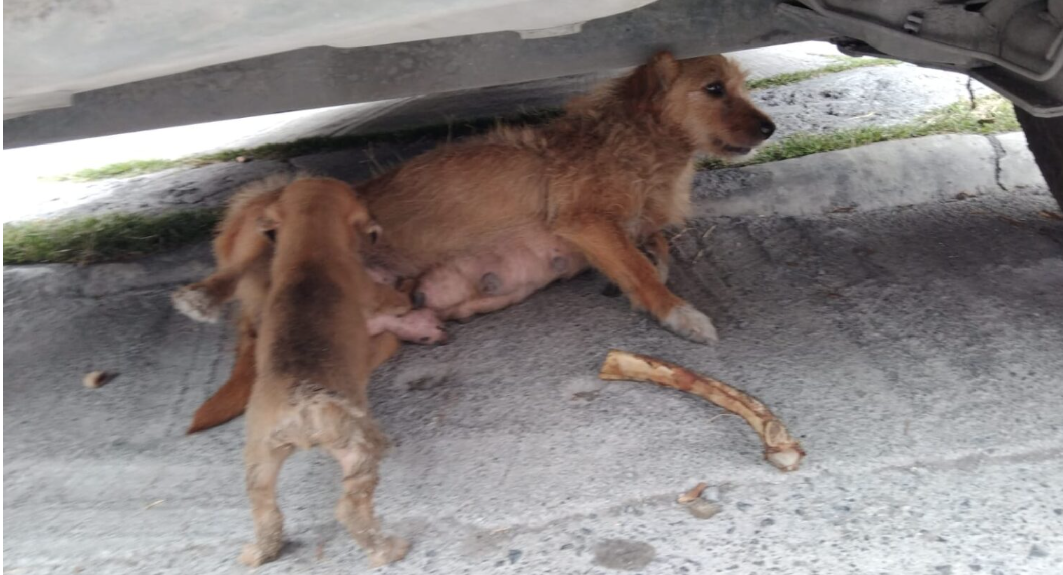 Rescatan a perrito que cayó a drenaje en Nuevo León